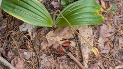 Cypripedium acaule