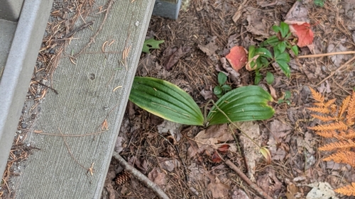 Cypripedium acaule, photograph 1