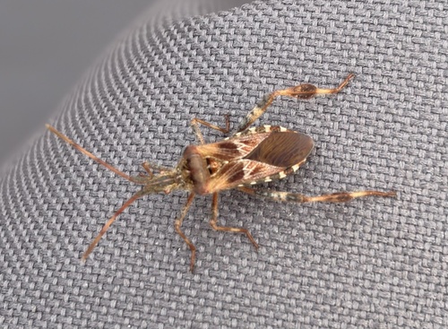 Western Conifer Seed Bug
