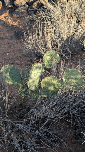 Opuntia phaeacantha
