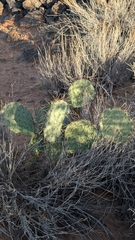 Opuntia phaeacantha