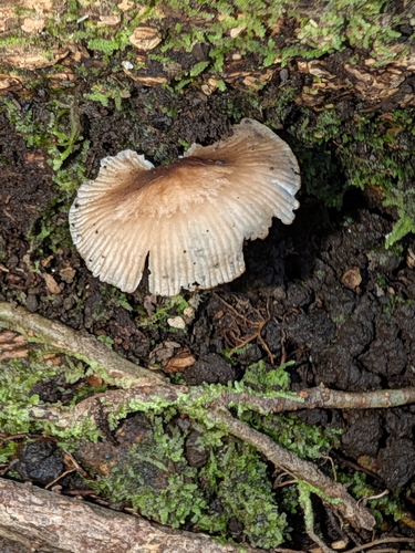 Gymnopus observed 2026-09-20