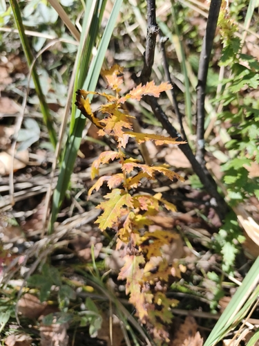 Filipendula vulgaris, photograph 3