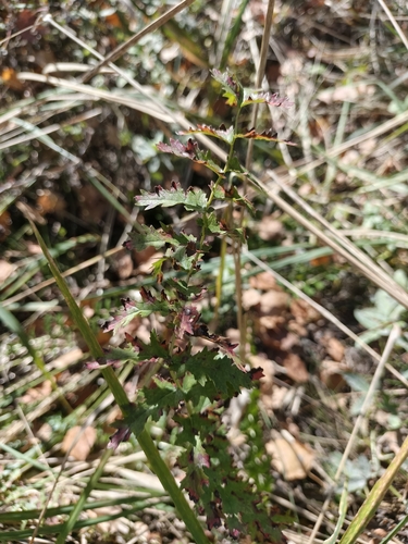 Filipendula vulgaris, photograph 5