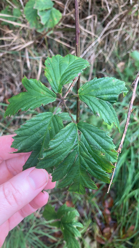 Cutleaf Blackberry