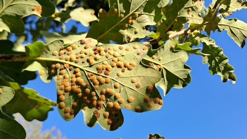 Common Spangle Gall Wasp