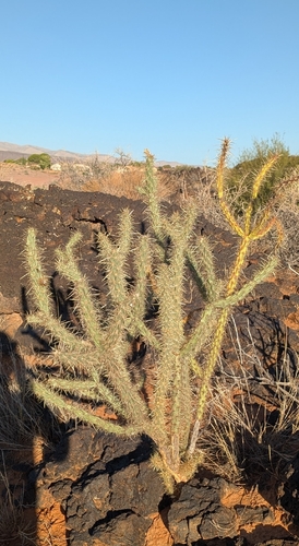 Cylindropuntia acanthocarpa, photograph 4