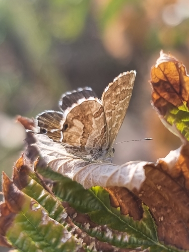 Common Geranium-bronze