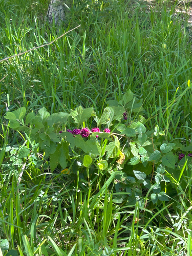 American beautyberry