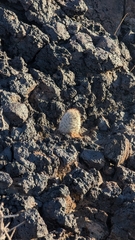 Cochemiea tetrancistra, photograph (c) Andrew Dudley, some rights reserved (CC BY)