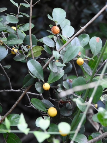 Diospyros ferrea observed 2026-09-19