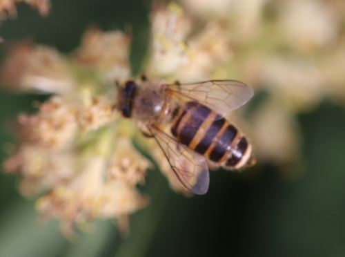 Asian Honey Bee