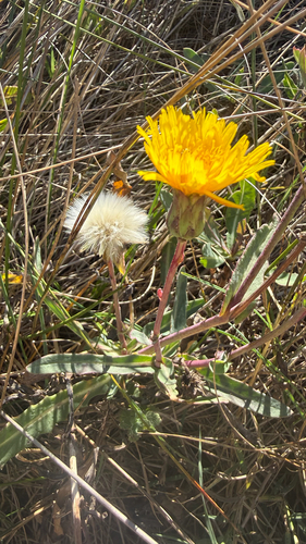 Sonchus maritimus