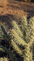 Cylindropuntia acanthocarpa