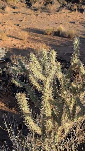Cylindropuntia acanthocarpa, photograph 2