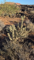 Cylindropuntia acanthocarpa, photograph (c) Andrew Dudley, some rights reserved (CC BY)