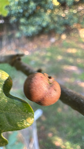 Oak Marble Gall Wasp