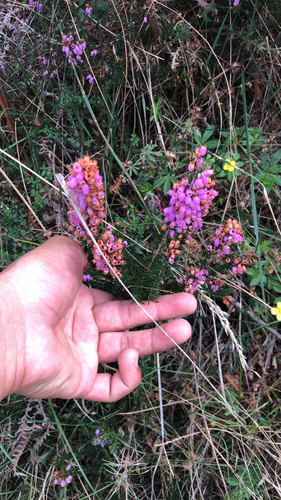 Bell Heather