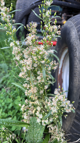 horseweed