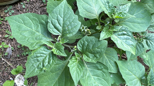 black nightshade