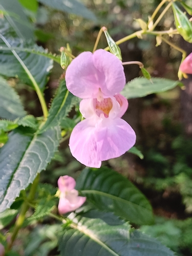 Himalayan balsam
