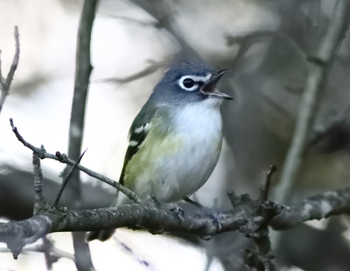 Blue-headed Vireo