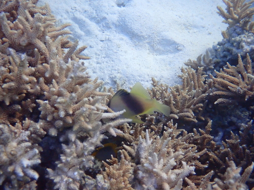 Diploprion bifasciatum observed 2026-09-21