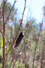 Zygaena lavandulae