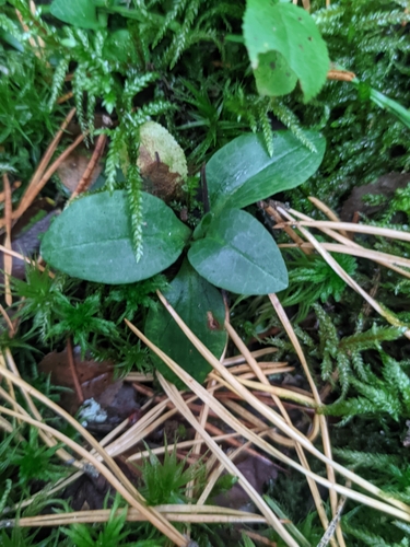 Goodyera repens, photograph 4