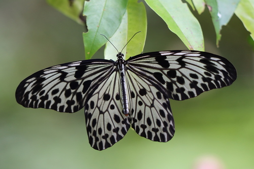 Ceylon Tree Nymph