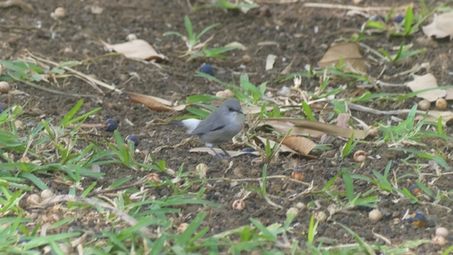 Mauritius Grey White-eye