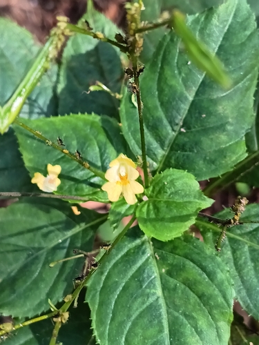 small balsam