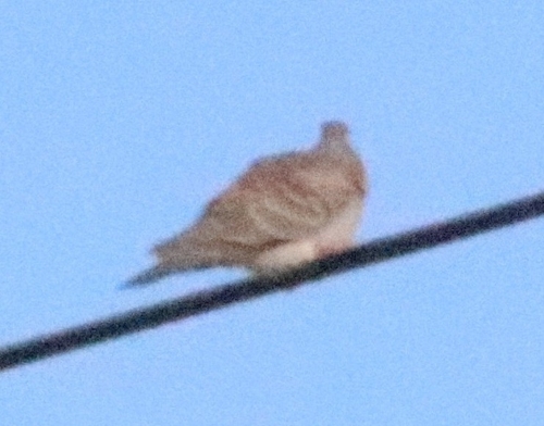 Oriental Turtle-Dove