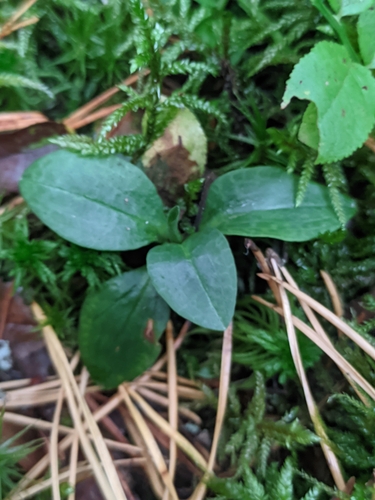 Goodyera repens, photograph 5