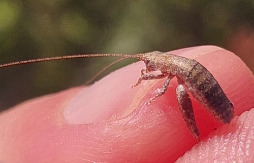Hairy Scale-cricket
