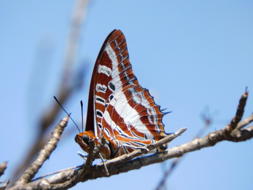 White-barred Emperor