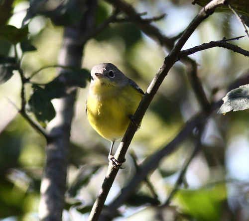 Magnolia Warbler