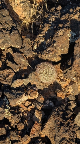 Cochemiea tetrancistra, photograph 2