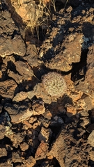 Cochemiea tetrancistra, photograph (c) Andrew Dudley, some rights reserved (CC BY)