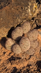 Cochemiea tetrancistra