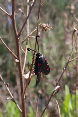 Zygaena lavandulae