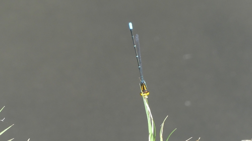 Bright Sprite