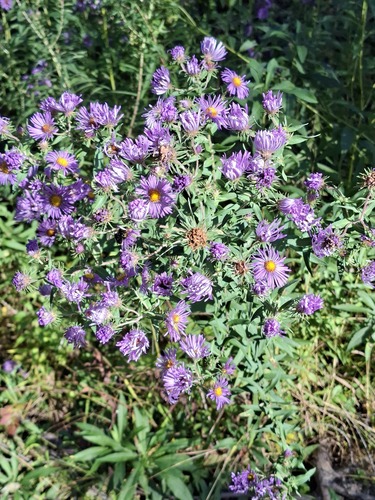 New England aster
