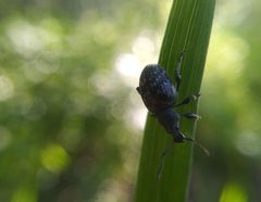 Otiorhynchus tristis