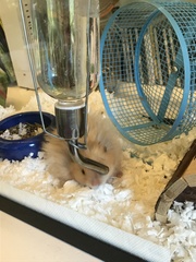 Mesocricetus auratus