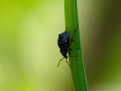 Otiorhynchus tristis