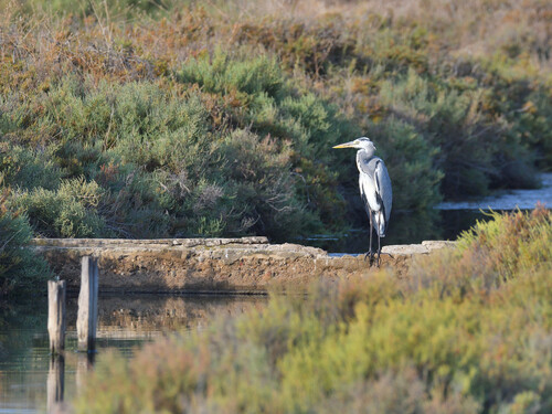 Grey Heron