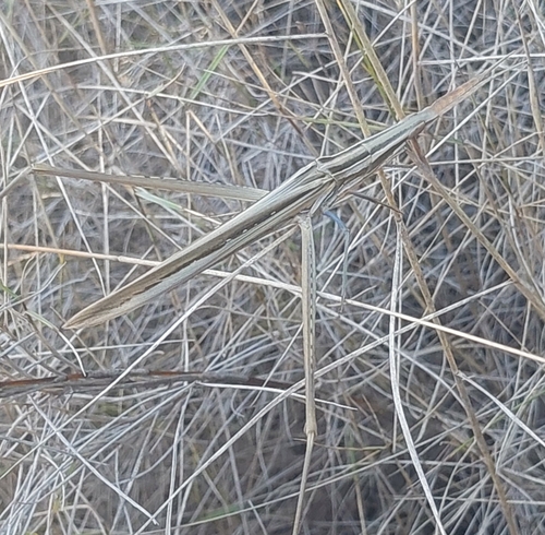 Mediterranean Slant-faced Grasshopper