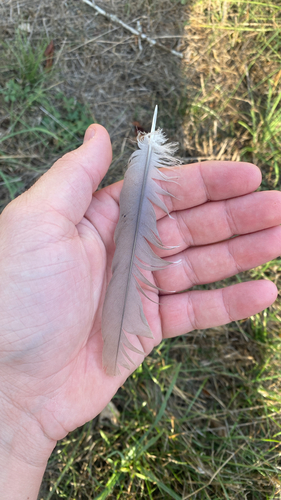 Plume de Tourterelle turque