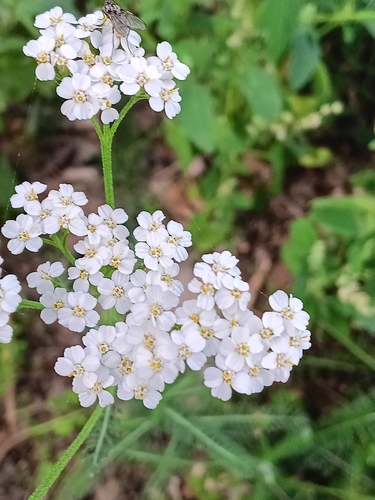 common yarrow